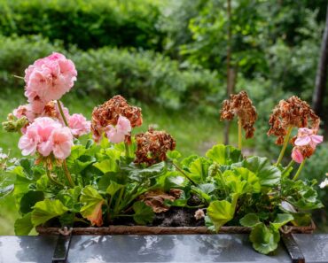 What to Do With Geraniums in October – 6 Easy Tasks to Extend Blooms and Save Plants for Next Year What to Do With Geraniums in October – 6 Easy Tasks to Extend Blooms and Save Plants for Next Year
