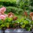 What to Do With Geraniums in October – 6 Easy Tasks to Extend Blooms and Save Plants for Next Year