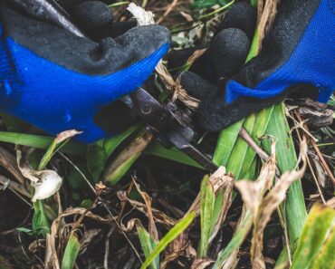 What to Do With Irises in October – 6 Tips to Get Them Winter-Ready and Ensure Gorgeous Spring Flowers