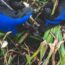 What to Do With Irises in October – 6 Tips to Get Them Winter-Ready and Ensure Gorgeous Spring Flowers