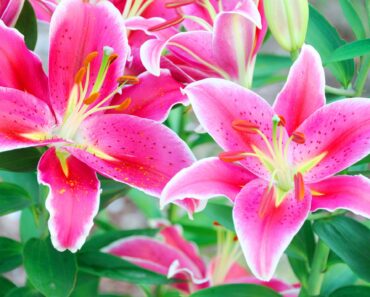 What to Do with Your Lilies in October – 5 Easy Ways to Unlock Stronger Plants and Bigger Blooms Next Year