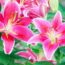 What to Do with Your Lilies in October – 5 Easy Ways to Unlock Stronger Plants and Bigger Blooms Next Year