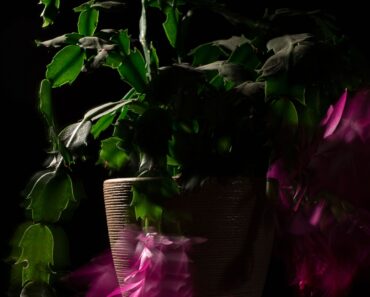 What Your Christmas Cactus Needs in October – Get These 5 Things Right for Fabulous Holiday Blooms What Your Christmas Cactus Needs in October – Get These 5 Things Right for Fabulous Holiday Blooms