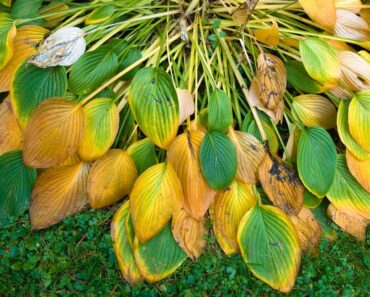 What Your Hostas Need in October – 6 Easy Ways to Guarantee Strong Plants and Lush Leaves