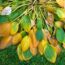 What Your Hostas Need in October – 6 Easy Ways to Guarantee Strong Plants and Lush Leaves