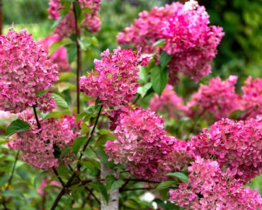 What Your Hydrangeas Need in October – 6 Ways to Winterize Plants and Unlock Bigger Blooms Next Year What Your Hydrangeas Need in October – 6 Ways to Winterize Plants and Unlock Bigger Blooms Next Year