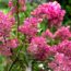What Your Hydrangeas Need in October – 6 Ways to Winterize Plants and Unlock Bigger Blooms Next Year