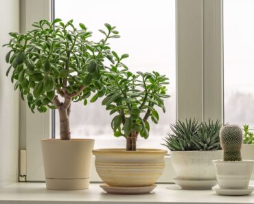 What Your Jade Plant Needs in October – 7 Tips to Keep It Gorgeous and Glossy Through Winter What Your Jade Plant Needs in October – 7 Tips to Keep It Gorgeous and Glossy Through Winter