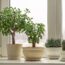What Your Jade Plant Needs in October – 7 Tips to Keep It Gorgeous and Glossy Through Winter