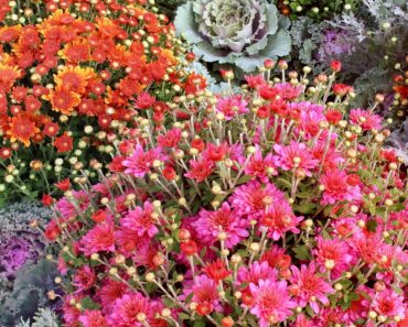 What Your Mums Need in October – 5 Secrets to Better Blooms This Fall and Next Year What Your Mums Need in October – 5 Secrets to Better Blooms This Fall and Next Year