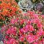 What Your Mums Need in October – 5 Secrets to Better Blooms This Fall and Next Year