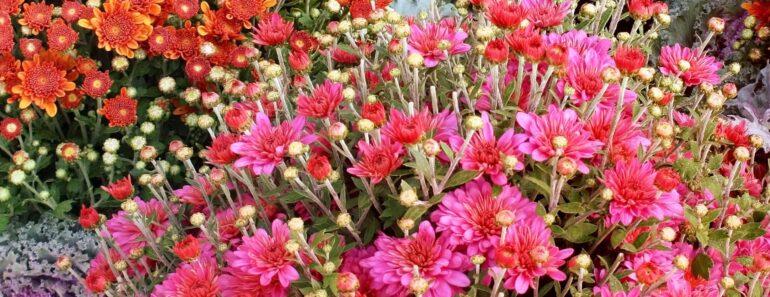 What Your Mums Need in October – 5 Secrets to Better Blooms This Fall and Next Year What Your Mums Need in October – 5 Secrets to Better Blooms This Fall and Next Year