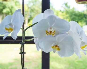 What Your Orchid Needs in October – These 6 Quick Checks Are Key to Triggering More Blooms