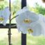 What Your Orchid Needs in October – These 6 Quick Checks Are Key to Triggering More Blooms
