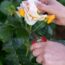 What Your Roses Need in October – 6 Things to Get Right for a Fabulous Flower Show Next Year