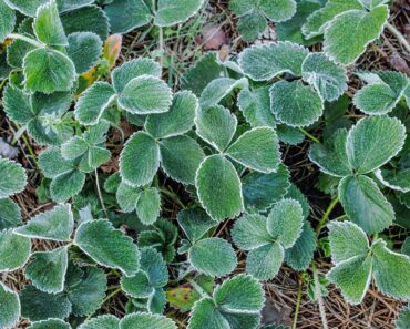 What Your Strawberry Plants Need in October – 5 Ways to Overwinter Strawberries and Ensure Juicy Bumper Crops What Your Strawberry Plants Need in October – 5 Ways to Overwinter Strawberries and Ensure Juicy Bumper Crops