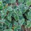 What Your Strawberry Plants Need in October – 5 Ways to Overwinter Strawberries and Ensure Juicy Bumper Crops
