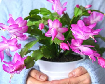 What Your Thanksgiving Cactus Needs in October – 5 Easy Steps for Gorgeous Flowers that Last for Longer