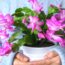 What Your Thanksgiving Cactus Needs in October – 5 Easy Steps for Gorgeous Flowers that Last for Longer