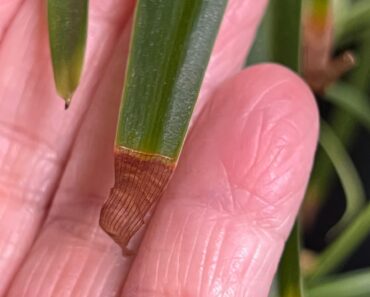 Why You Should Never Ignore a Spider Plant With Brown Leaf Tips in Fall Why You Should Never Ignore a Spider Plant With Brown Leaf Tips in Fall