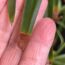 Why You Should Never Ignore a Spider Plant With Brown Leaf Tips in Fall