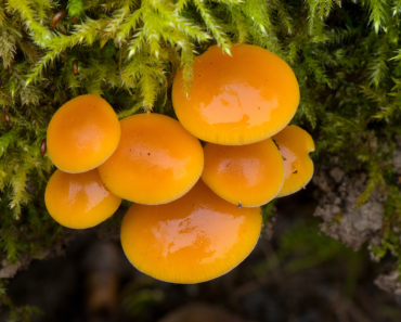 Your Birth Month Mushroom Says A Lot About Your Personality – Find Out Yours And Its Special Meaning Here