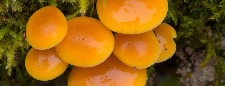 Your Birth Month Mushroom Says A Lot About Your Personality – Find Out Yours And Its Special Meaning Here