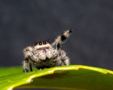 Your Birth Month Spider Says A Lot About You – Find Out Yours And Its Special Meaning Here