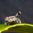 Your Birth Month Spider Says A Lot About You – Find Out Yours And Its Special Meaning Here
