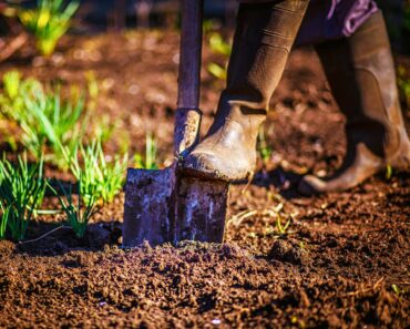 Your Garden Beds Need a Living Blanket This Fall – These 5 Cover Crops Fight Weeds and Enrich Soil Your Garden Beds Need a Living Blanket This Fall – These 5 Cover Crops Fight Weeds and Enrich Soil