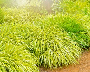 Your Gloomy Yard Spaces Need These 7 Shade-Friendly Superstars For Lasting Blooms and Sparkle in Fall
